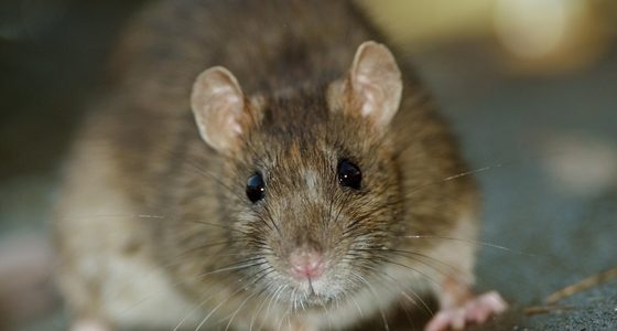 Rats are common pests on commercial properties.