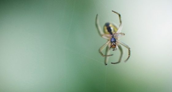 Get rid of your building's spider webs